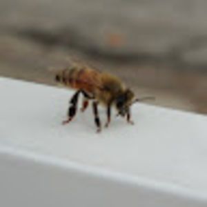 Meet your Posher, Isabella